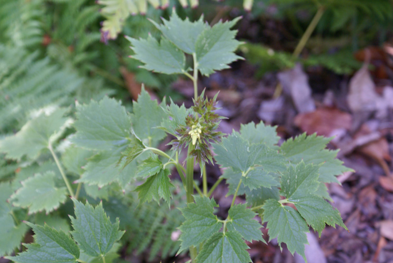 Actaea heracleifolia (Cultivated USA) eFlora of India